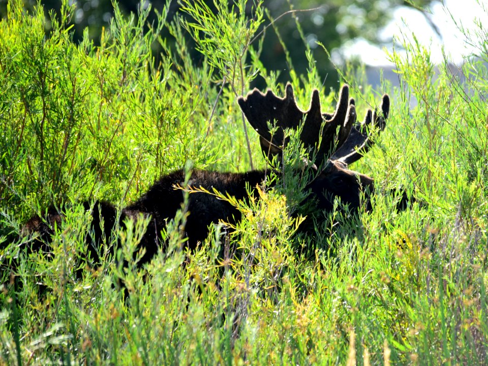 Moose at Seedskadee National Wildlife Refuge