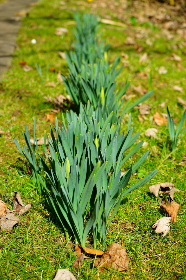 Leaves stengel spring