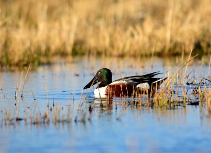 Northern shoveler on Seedskadee National Wildlife Refuge