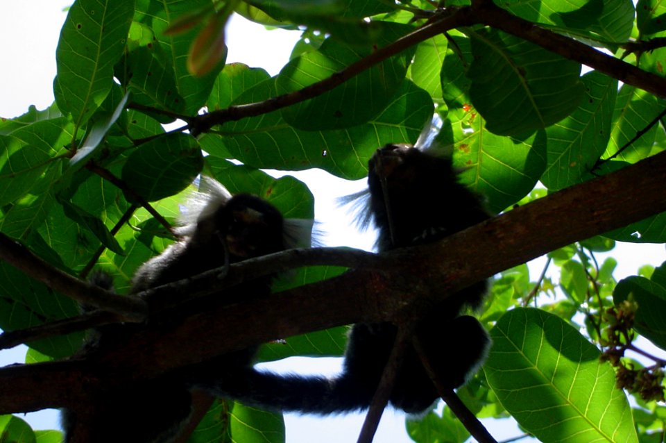 Saguins (=Tamarin)