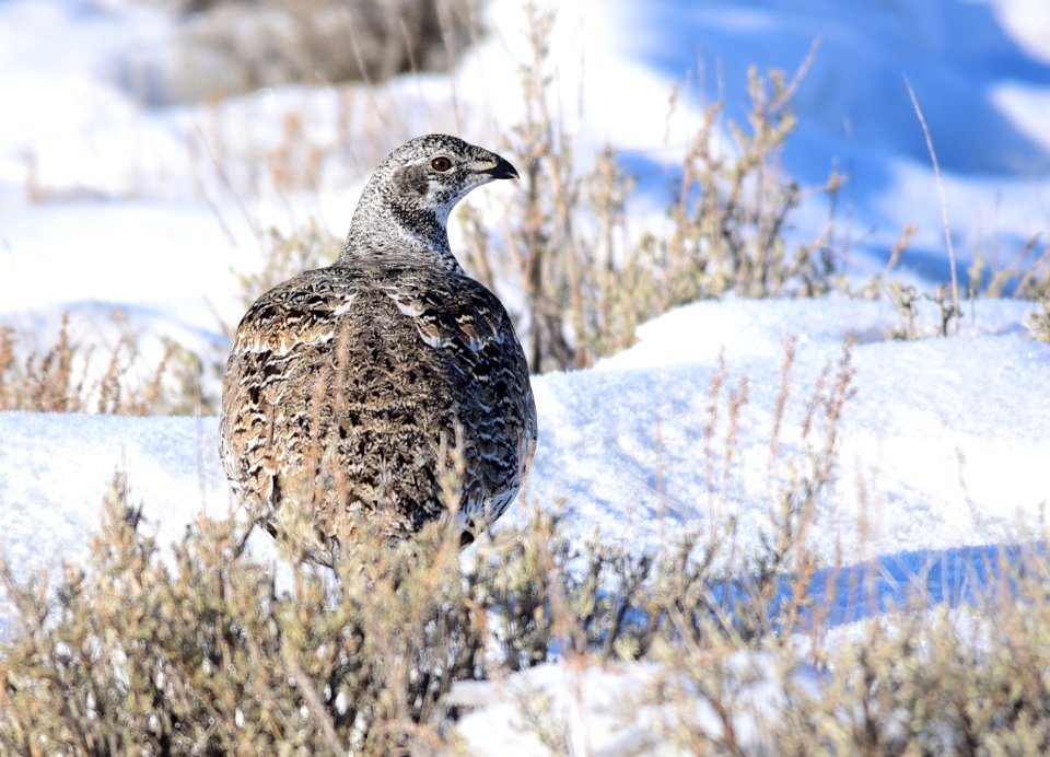 Greater sage-grouse on Seedskadee National Wildlife Refuge