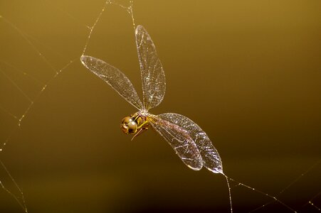 Trap caught web photo