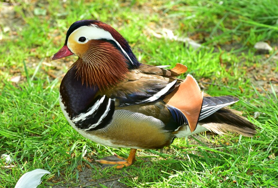 Bird plumage aix galericulata