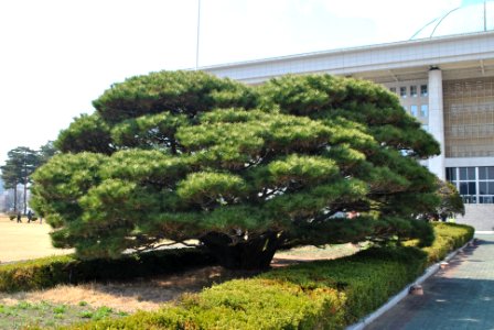 Yeouido Flower Festival