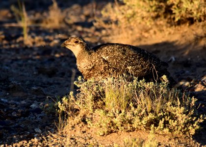 Greater sage-grouse on Seedskadee National Wildlife Refuge