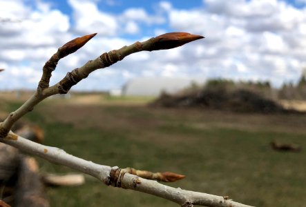 Dead Tree Blooming