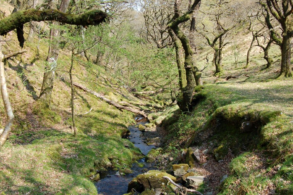 Deciduous exmoor park