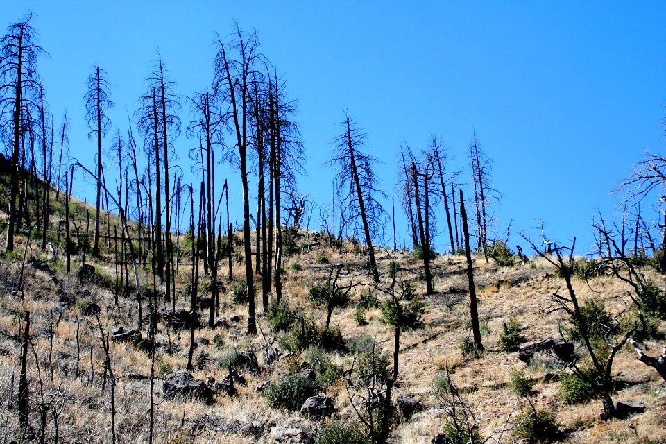 A Scene From the Lorax?