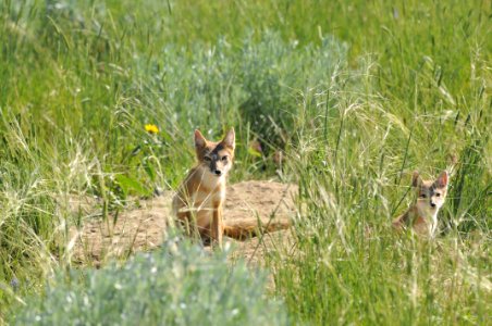 Swift Fox, Scott Somershoe 3