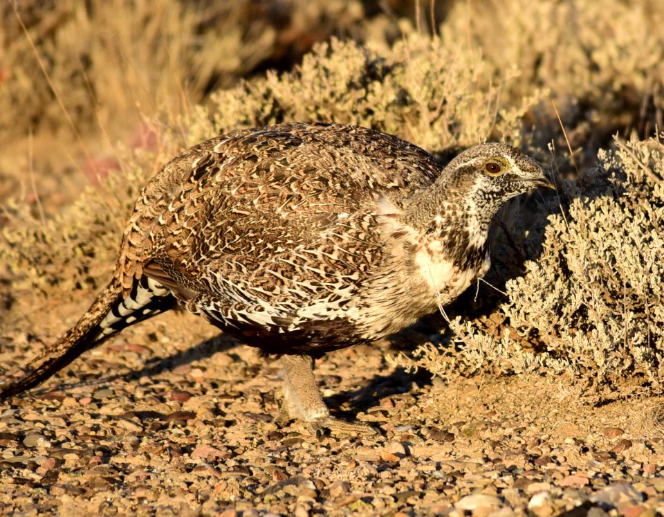 Greater sage-grouse at Seedskadee National Wildlife Refuge