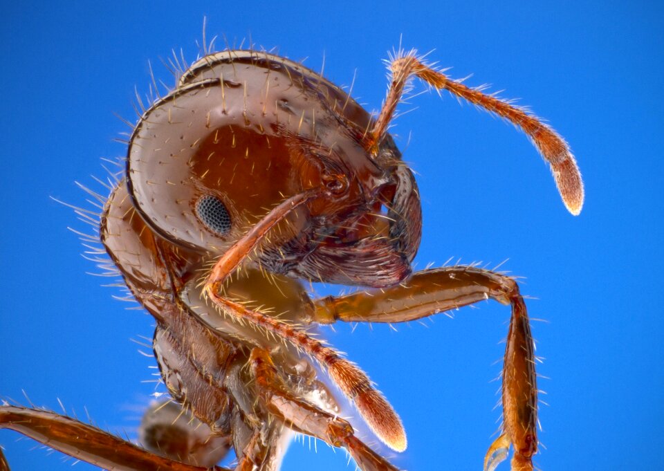 Insect bug wildlife