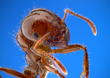 Insect bug wildlife