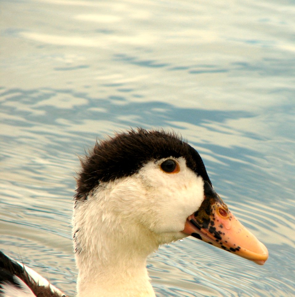 Pato