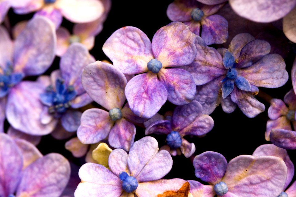 Flowers in the park #1