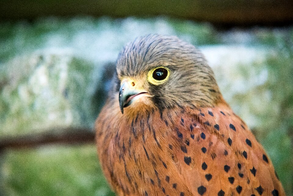 Wildlife falcon feather