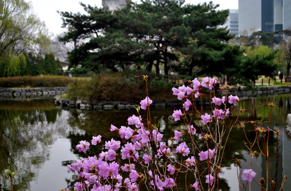 Yeouido Park Spring 2016