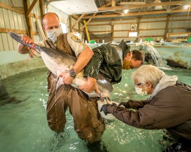 spawning paddlefish at gavins point NFH (3)