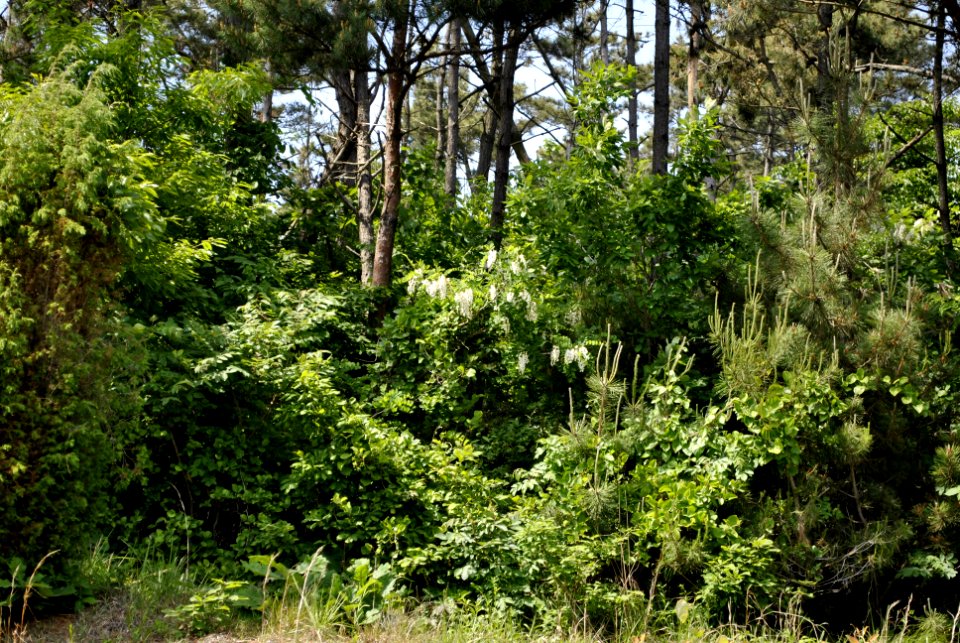 Anmyeondo Farm Area