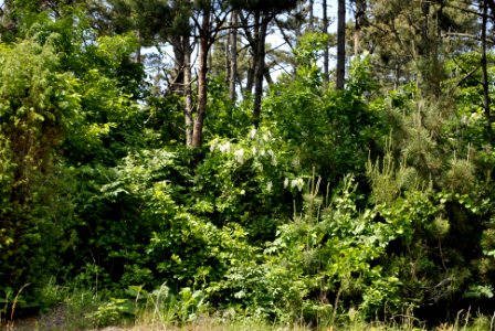 Anmyeondo Farm Area