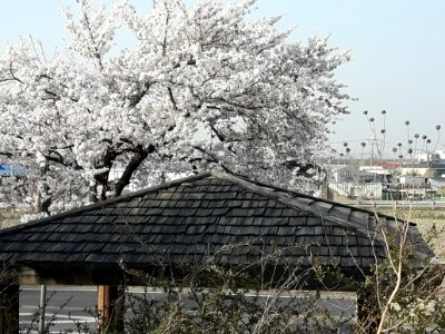 Spring in Korea