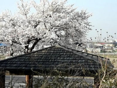 Spring in Korea photo