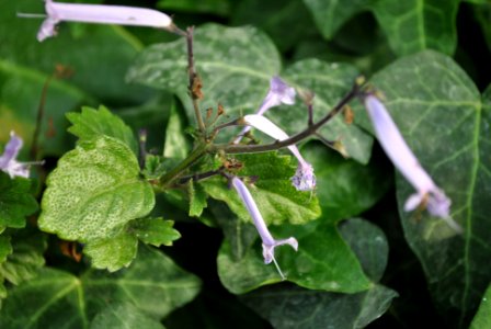 Asan Botanical Garden
