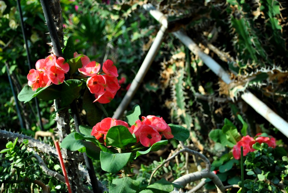 Asan Botanical Garden