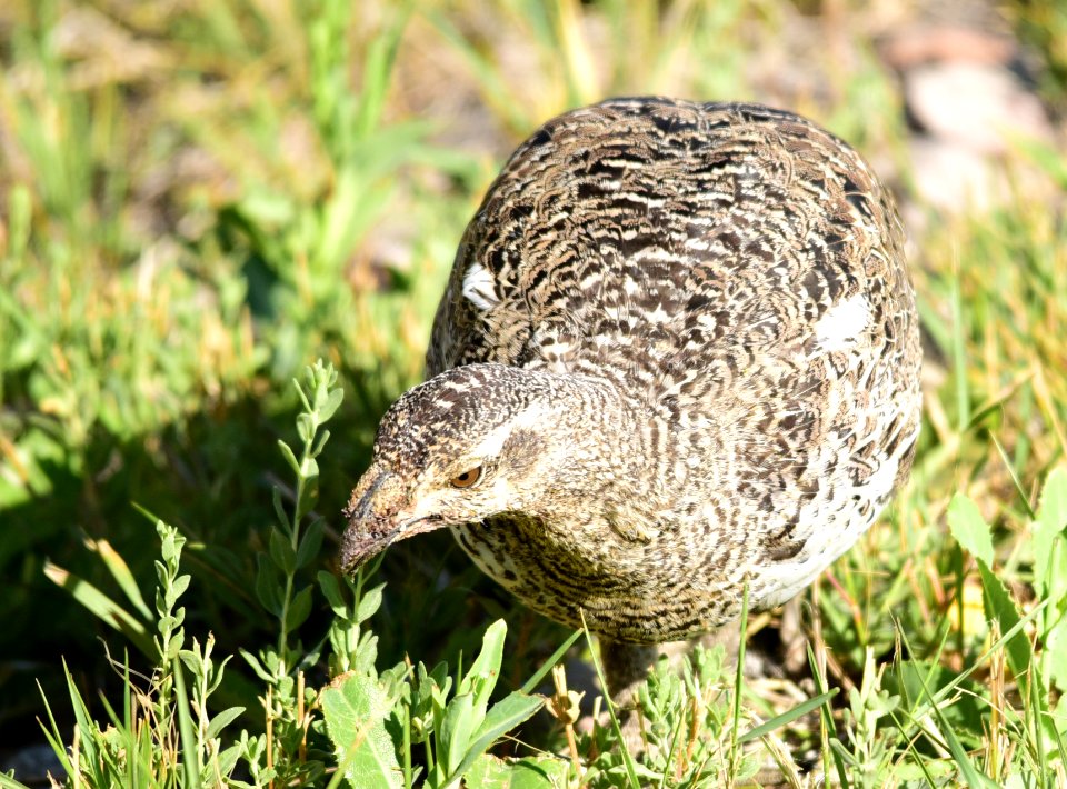 Greater sage-grouse at Seedskadee National Wildlife Refuge