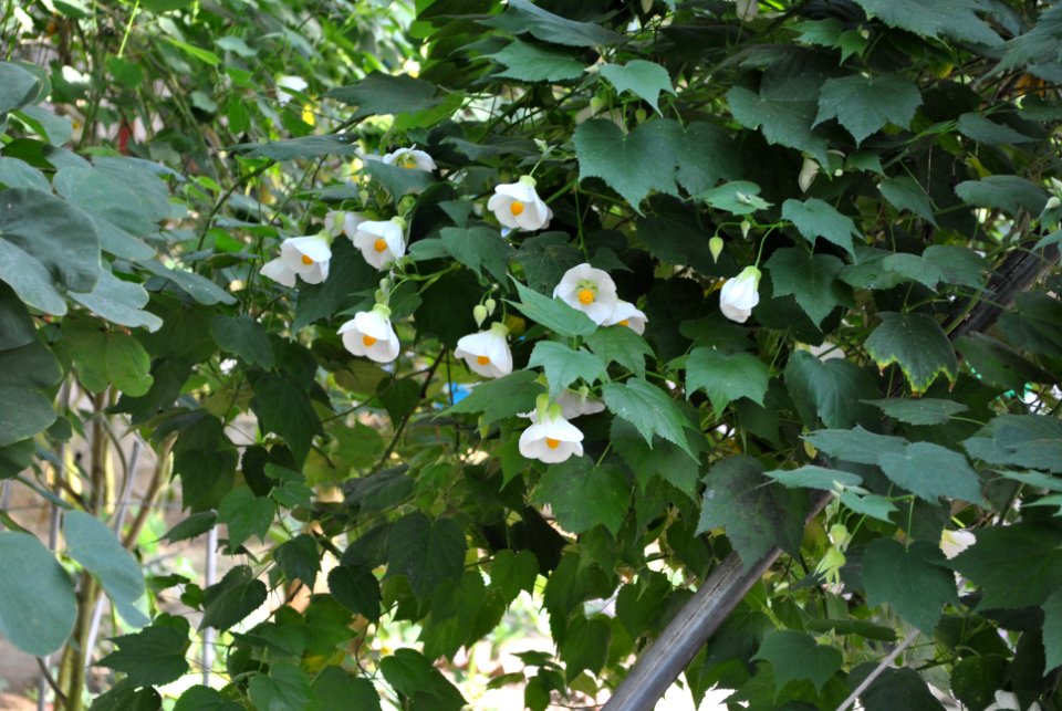 Asan Botanical Garden