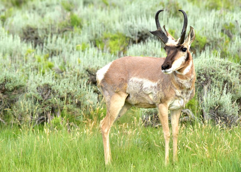 Pronghorn at Arapaho National Wildlife Refuge