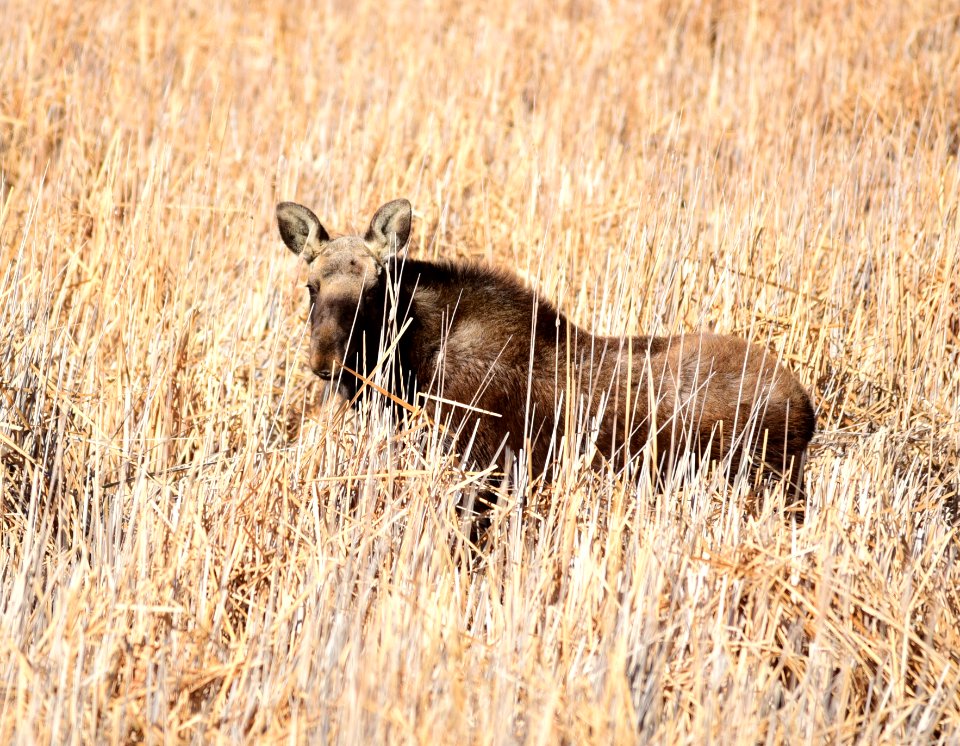 Moose on Seedskadee National Wildlife Refuge