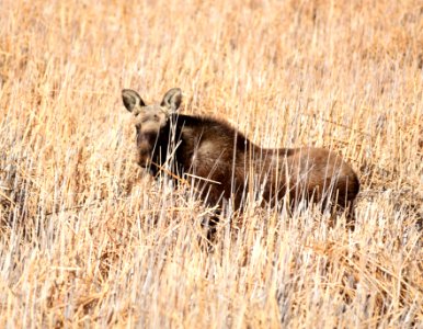 Moose on Seedskadee National Wildlife Refuge