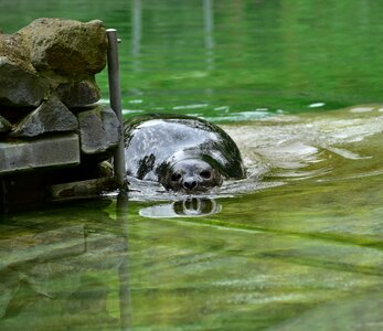 Seal water creature meeresbewohner photo