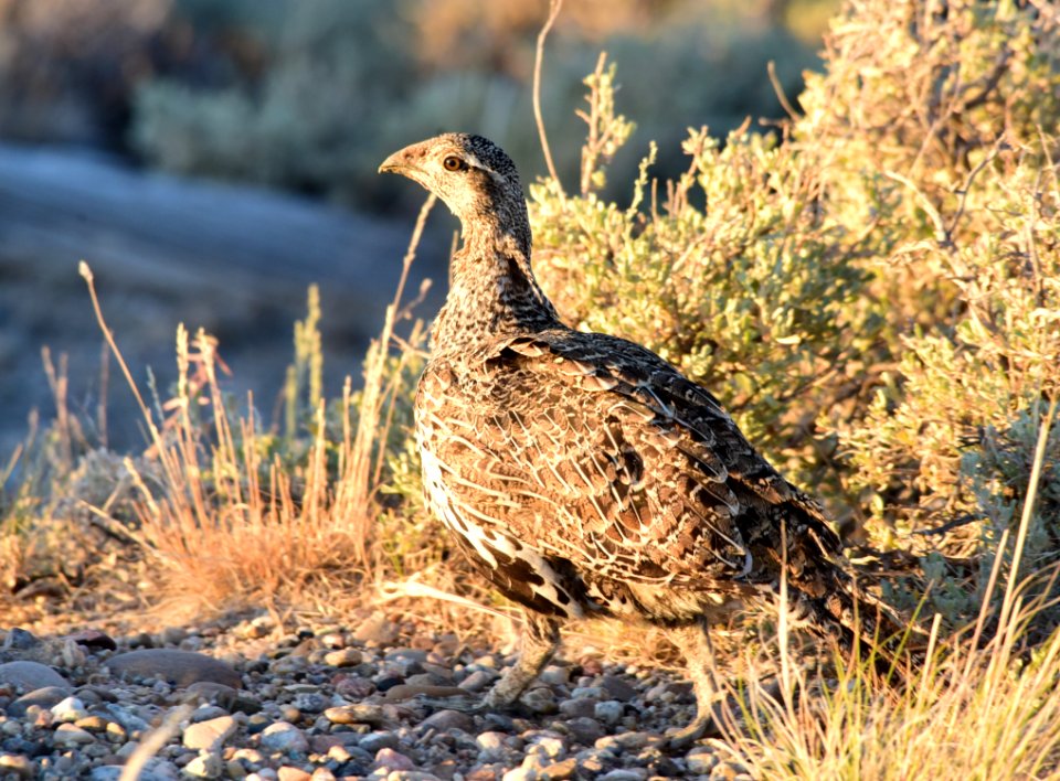 Greater sage-grouse at Seedskadee National Wildlife Refge