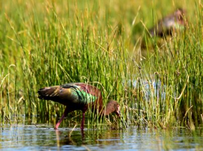 White-faced ibis at Seedskadee National Wildlife Refuge