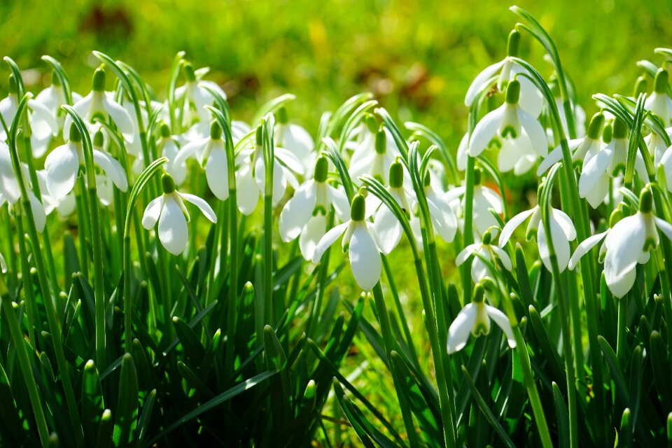 Spring flower plant close up