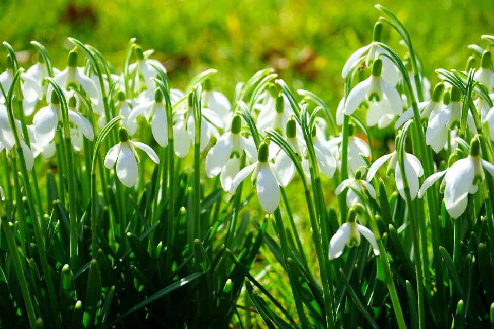 Spring flower plant close up photo