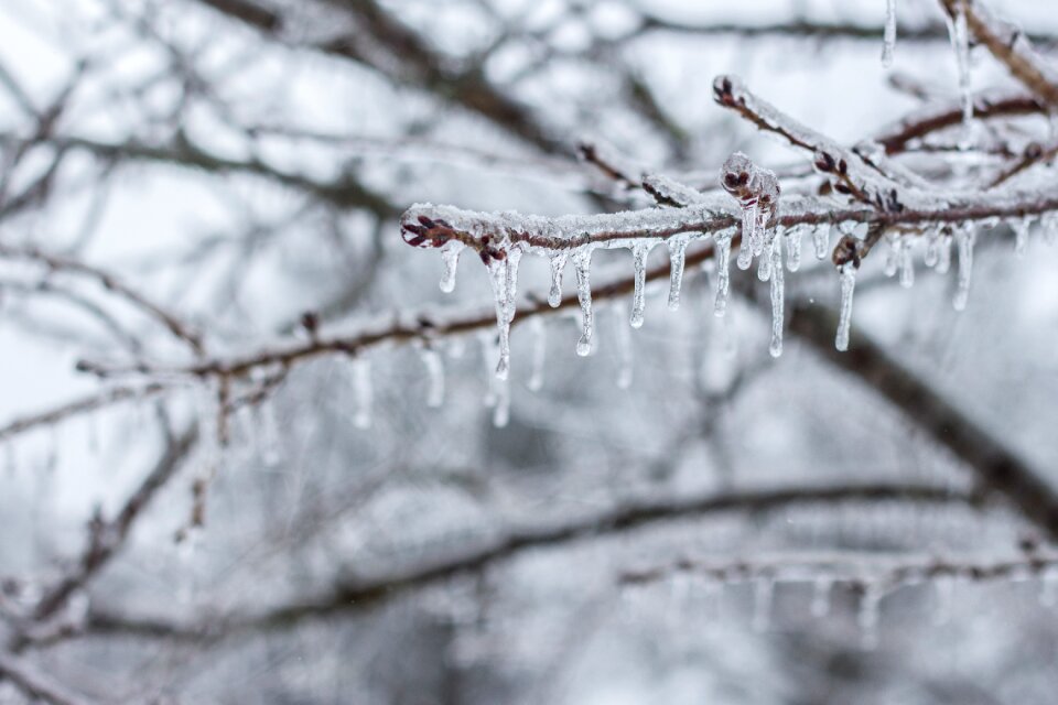 Frozen snow nature