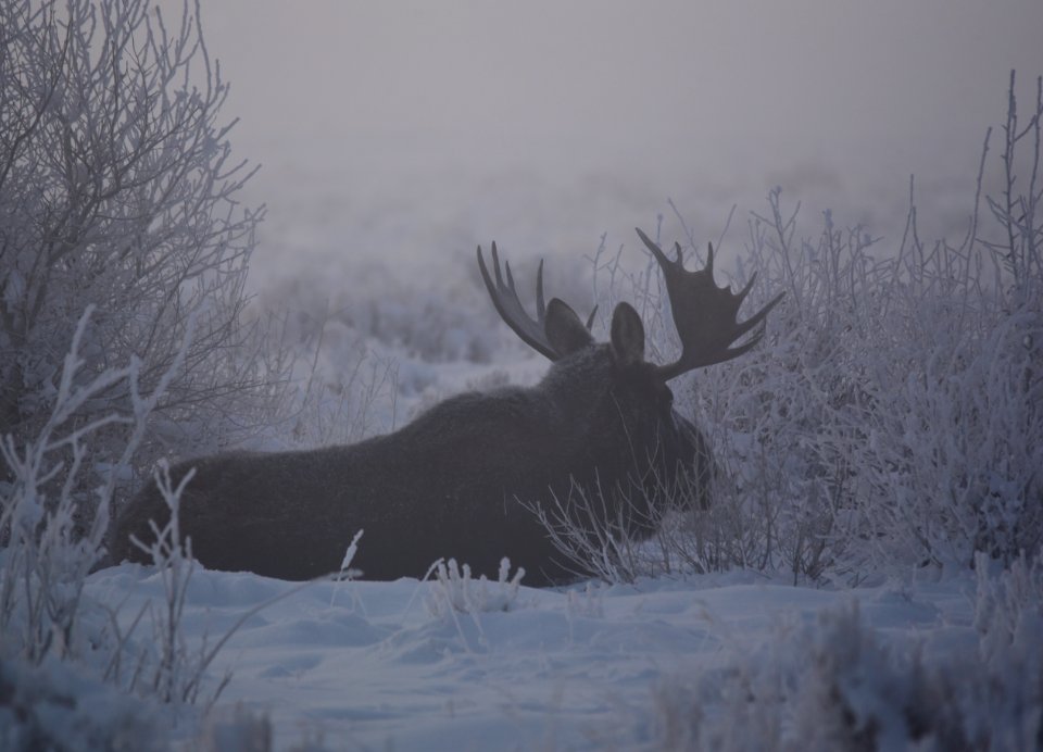 Moose at Seedskadee National Wildlife Refuge