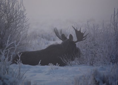 Moose at Seedskadee National Wildlife Refuge