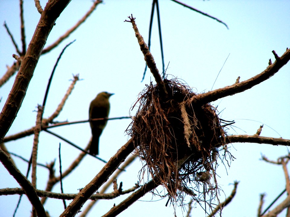 Watching the nest