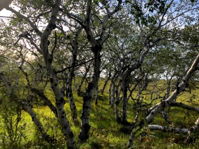 Aspen Array photo