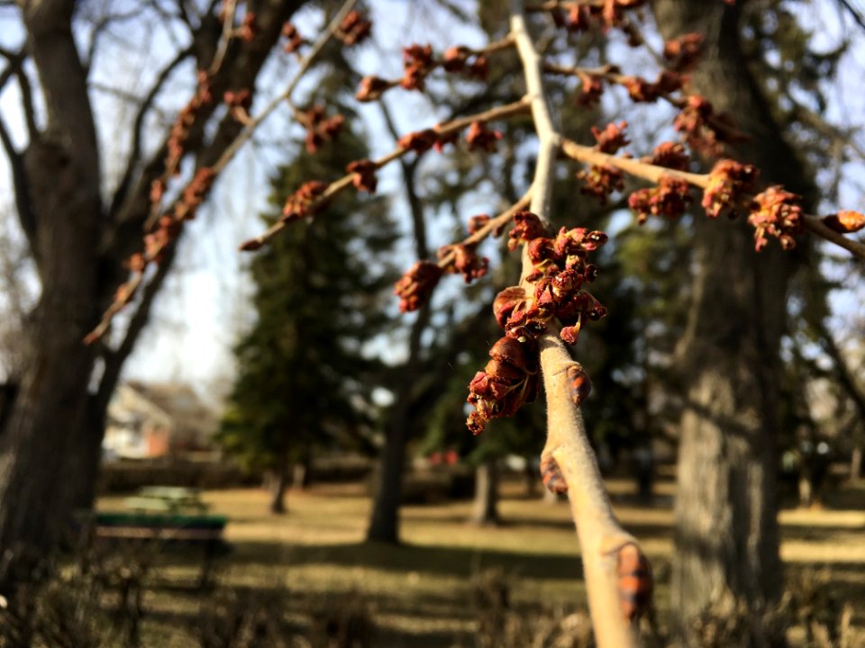 Spring on the Limbs