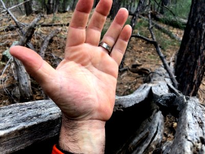 Emerging in the Forest
