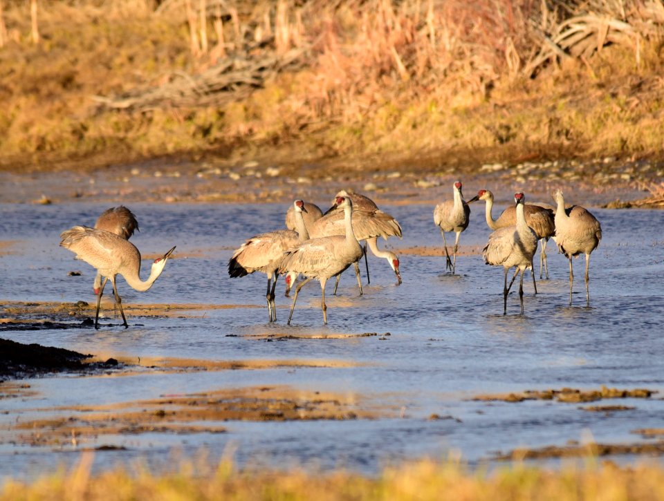 Sandhill cranes at Seedskadee National Wildlife Refuge