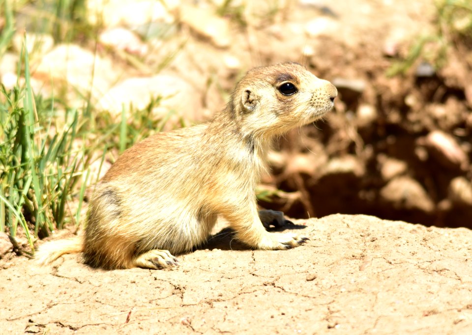 White-tailed prairie dog at Arapaho National Wildlife Refuge