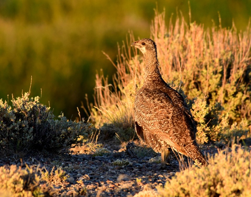 Greater sage-grouse at Seedskadee National Wildlife Refge