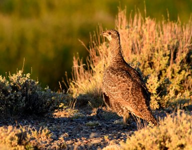 Greater sage-grouse at Seedskadee National Wildlife Refge