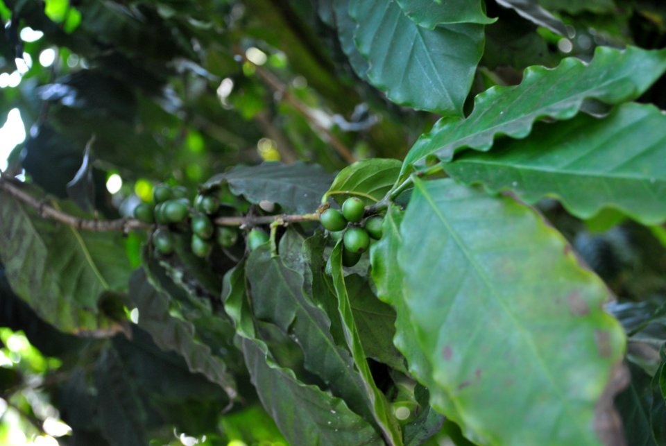 Asan Botanical Garden