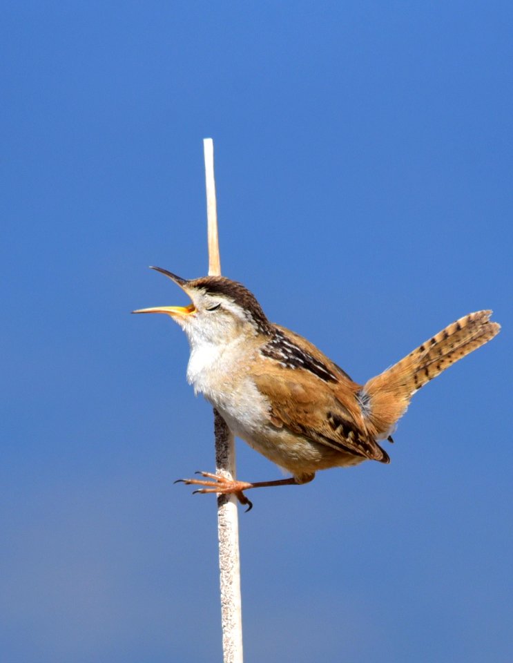 Marsh wren at Seedskadee National Wildlife Refuge